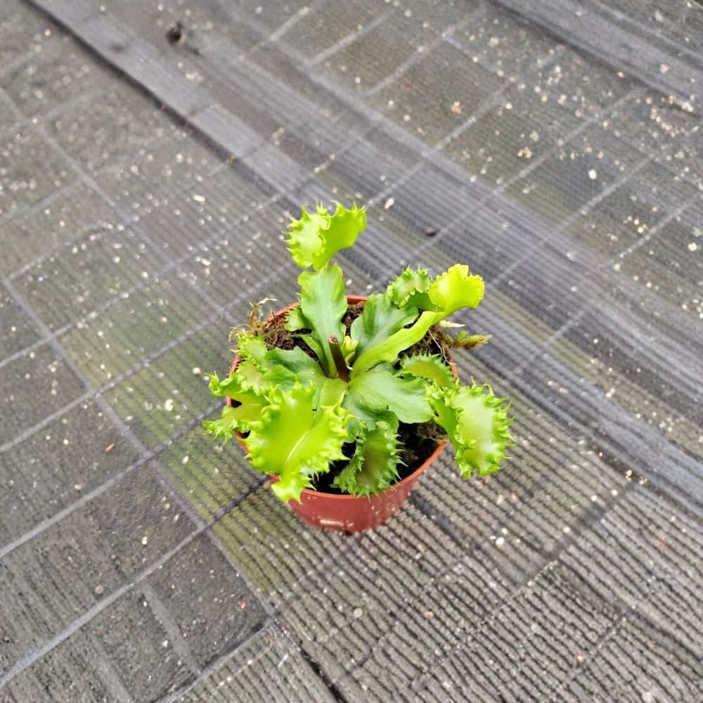 Chinese Dumpling Venus Flytrap – Dionaea muscipula Live Plant | 2 Inch Nursery Pot | Rare Carnivorous Plant | Fully Rooted