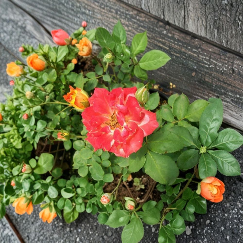 Pinata Rose – Live Rose Bush Plant | 1 Gallon Size | Yellow Orange Blooms | Colorful Garden Rose | Full Sun Flowering Shrub