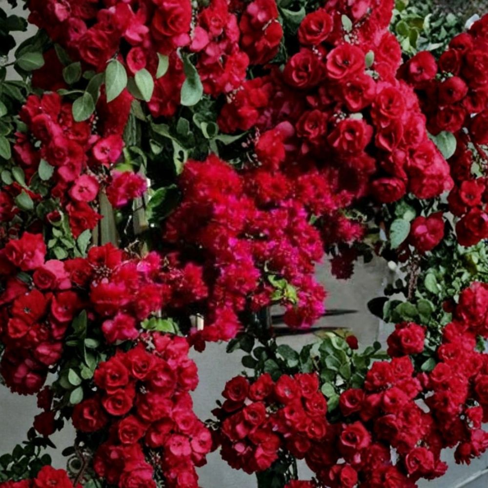 Rare Double Red Bougainvillea Live Starter Plant | Well Rooted Plug | Ships in Pot | Tropical Flowering Vine | Easy to Grow