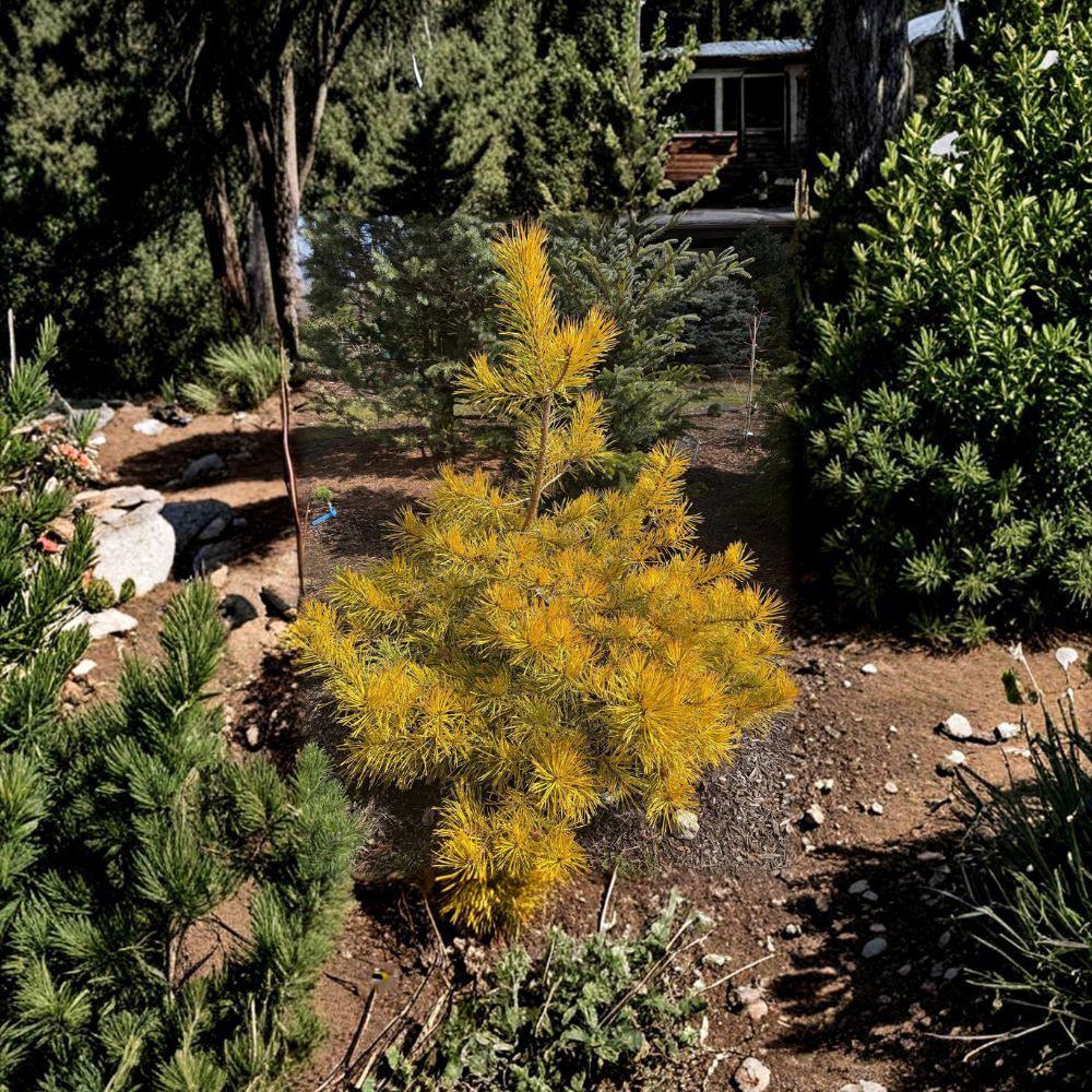 Nisbet’s Gold Scots Pine – Live Golden Evergreen Conifer | 12 Inch Tall Plant | 1 Gallon Pot | Pinus sylvestris Landscape Pine