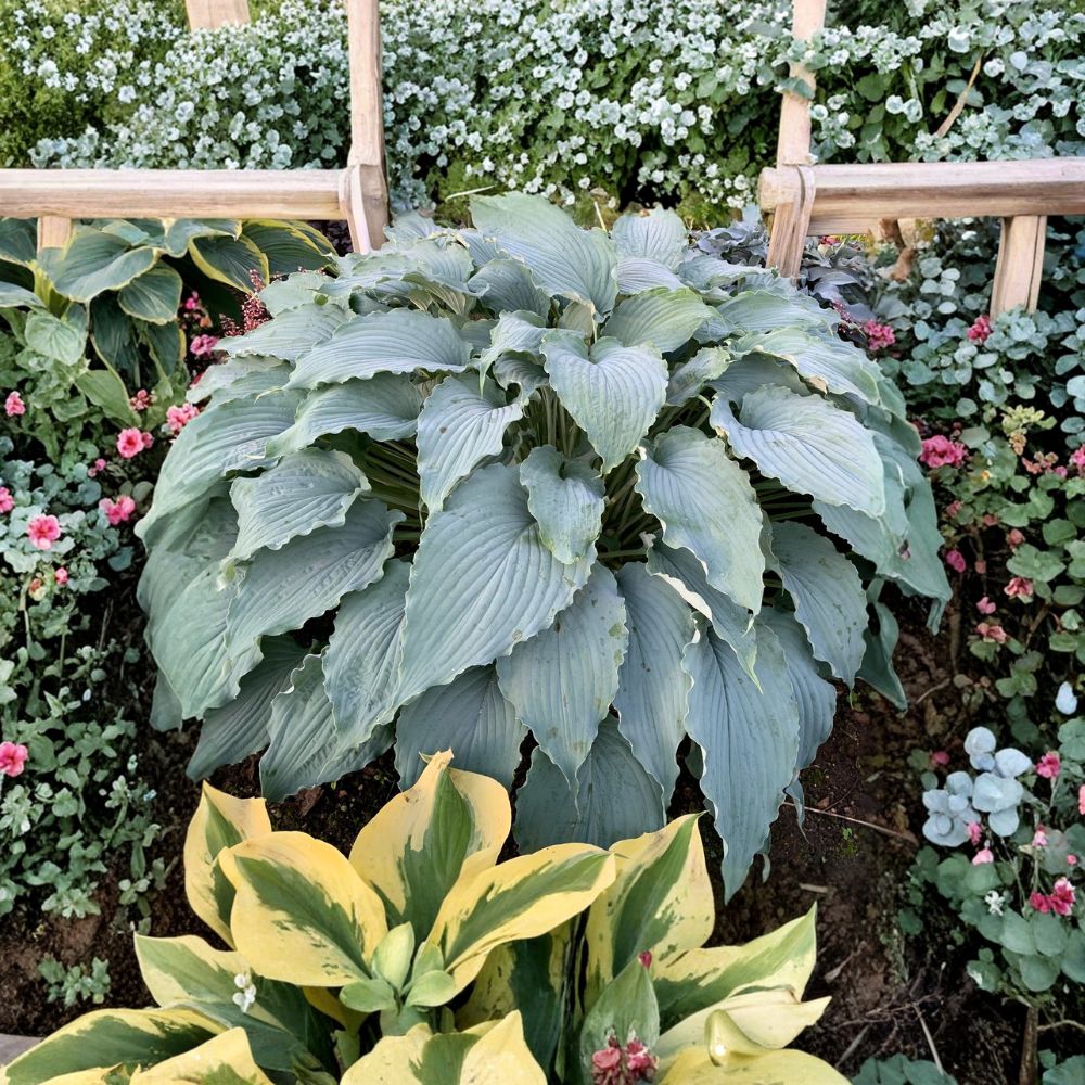 Hosta ‘Wind Beneath My Wings’ – Large Blue Hosta | 3 Inch Starter Plant | Shade Perennial | Giant Hosta