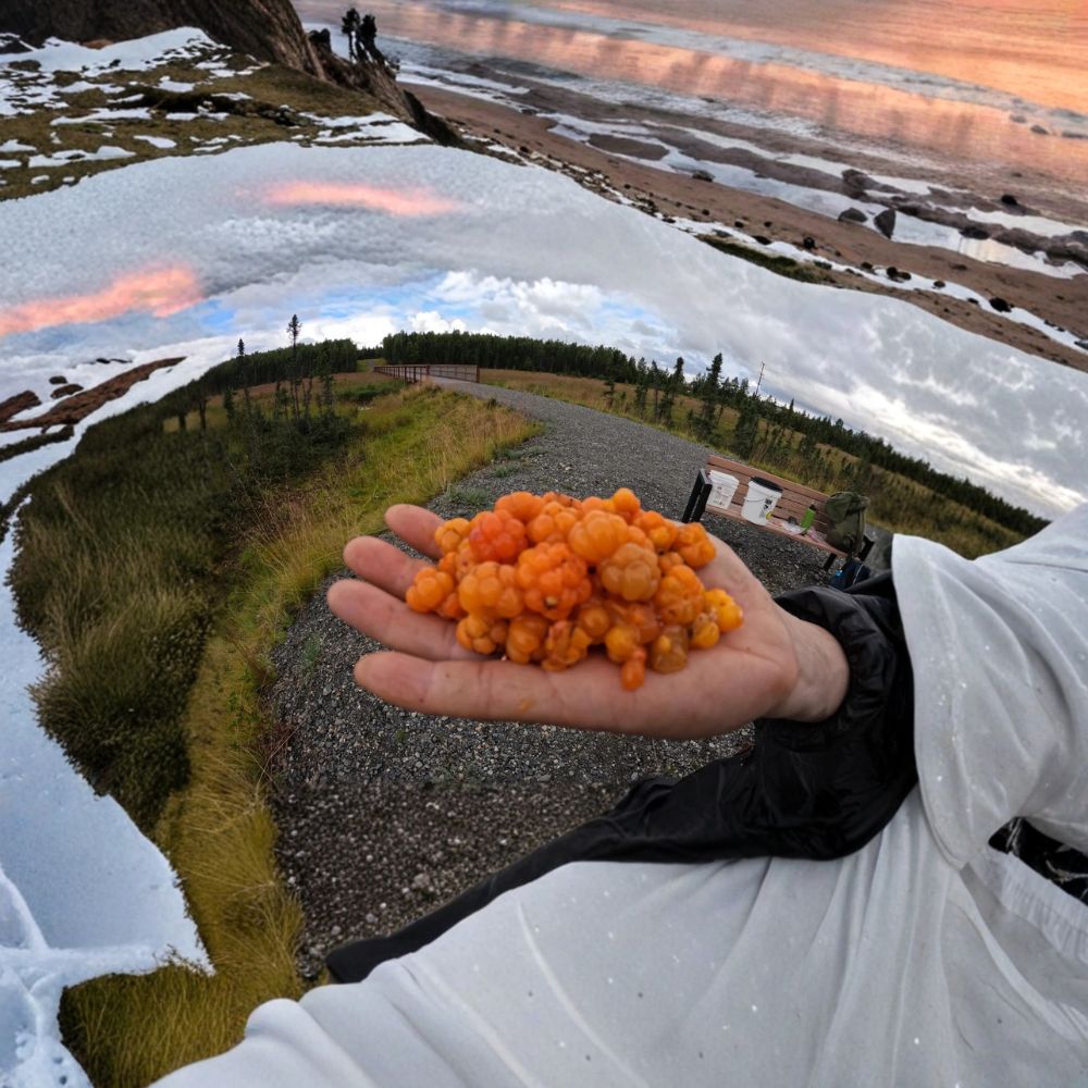 Cloudberry – Rubus chamaemorus Live Plants | Alaska Wild Harvested | Rare Arctic Berry Species | Bog Garden Friendly | Unique Cold Hardy Edible Plant