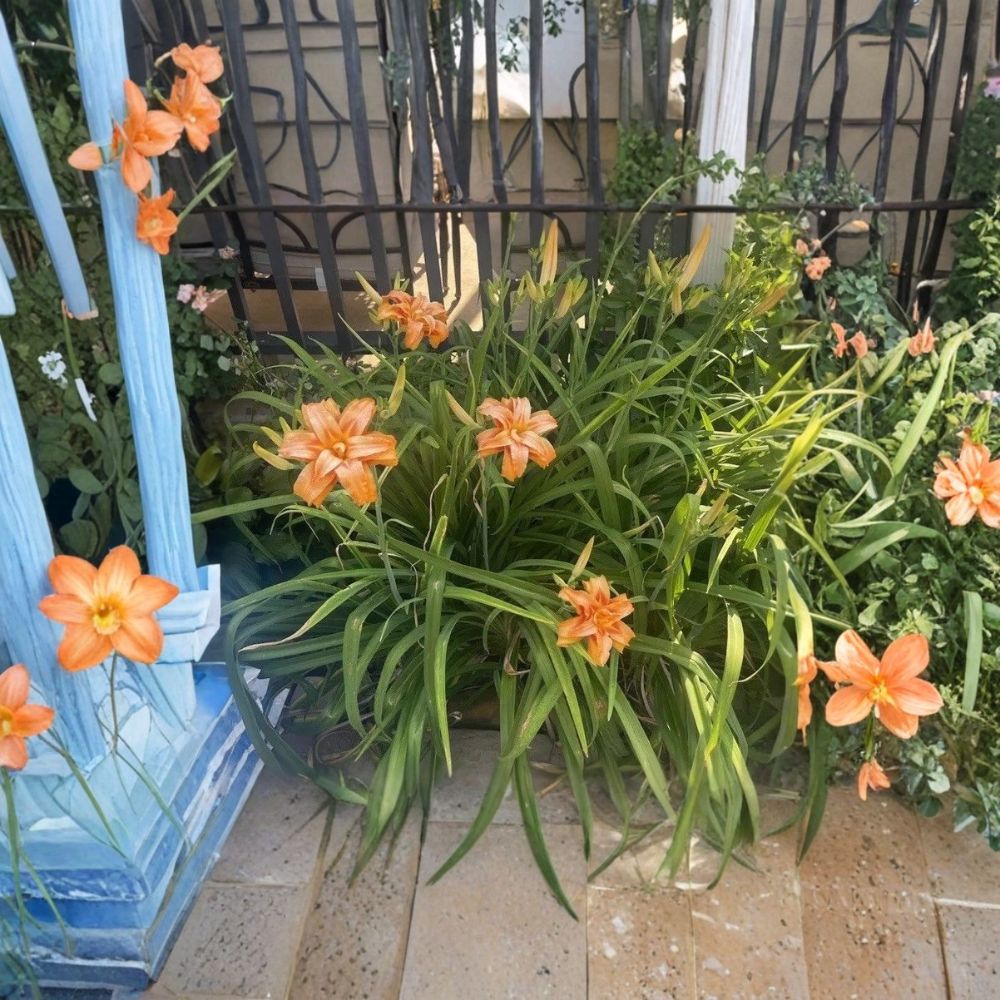 Kwanso Daylily – Hemerocallis fulva 'Kwanso' | 6 Live Bare Root Plants | 2-Year-Old Established Fans | Perennial Flowering Plant