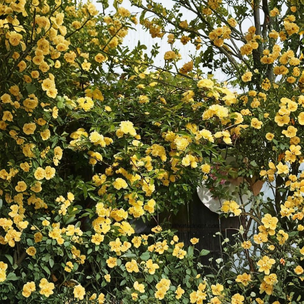 Lady Banks Yellow Climbing Rose Live Plant – Rosa banksiae ‘Lutea’ | 1 Quart Plant | Yellow Double Flowers | Thornless Climbing Rose | Fabric Grow Bag | Zones 7–10