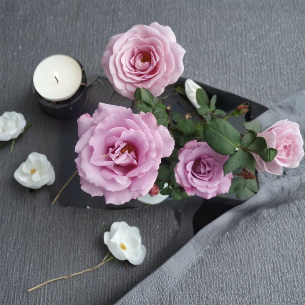 Angel Face Floribunda Rose – Live Mauve Lavender Rose Bush | 1 Gallon Plant | Fragrant Floribunda Rose | Full Sun Garden Shrub | Repeat Blooming Rose