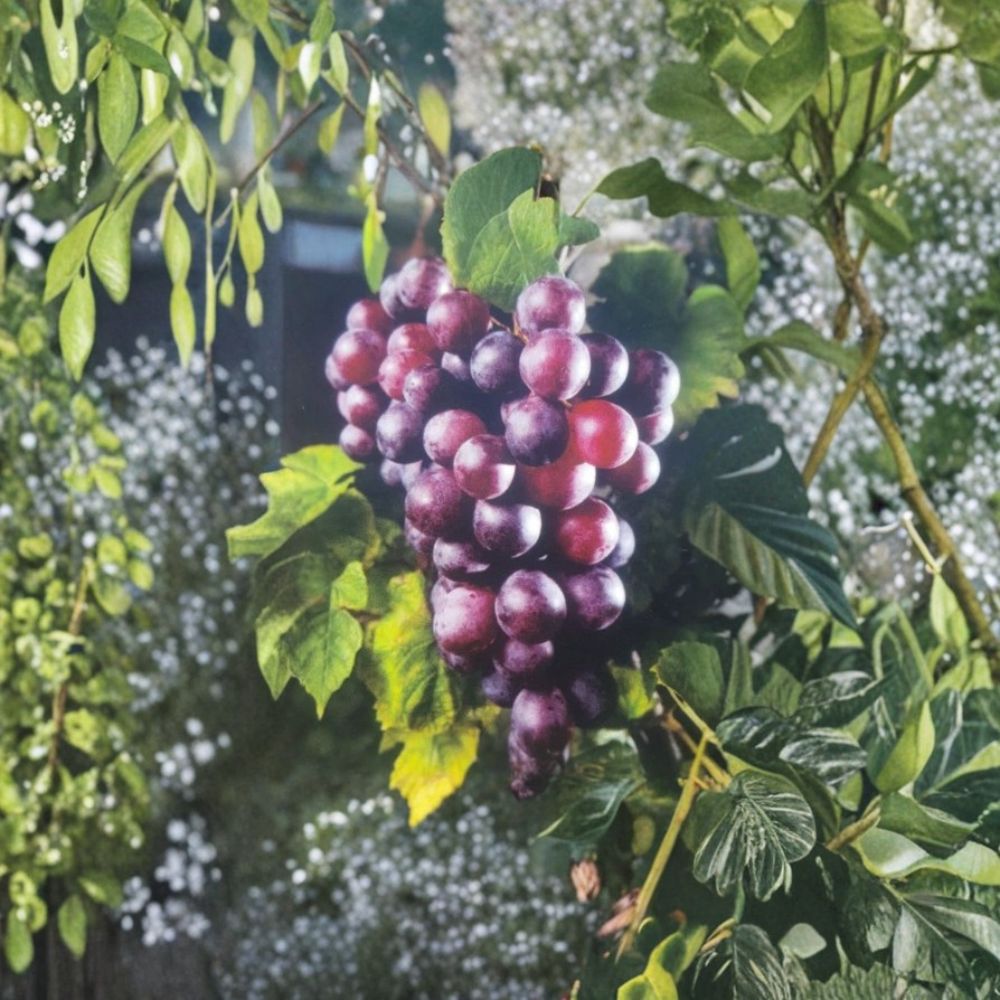 Black Jumbo Muscadine Grape Vine – 3 Gallon Live Plant | Large Black Muscadine Grapes | Female Variety Requires Pollinator | Vineyard & Garden Fruit Vine | Includes Rooted Live Plant