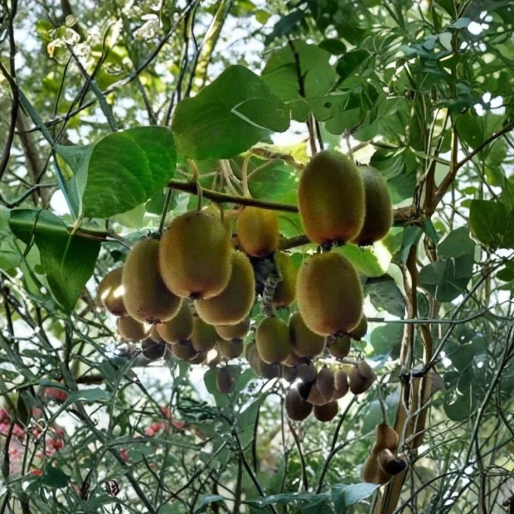 Tomuri Male Kiwi Vine – Actinidia chinensis Live Starter Plant | Well Rooted | Ships in Pot | Kiwi Pollinator Vine | Full Sun | Zones 8–10 | USA Seller