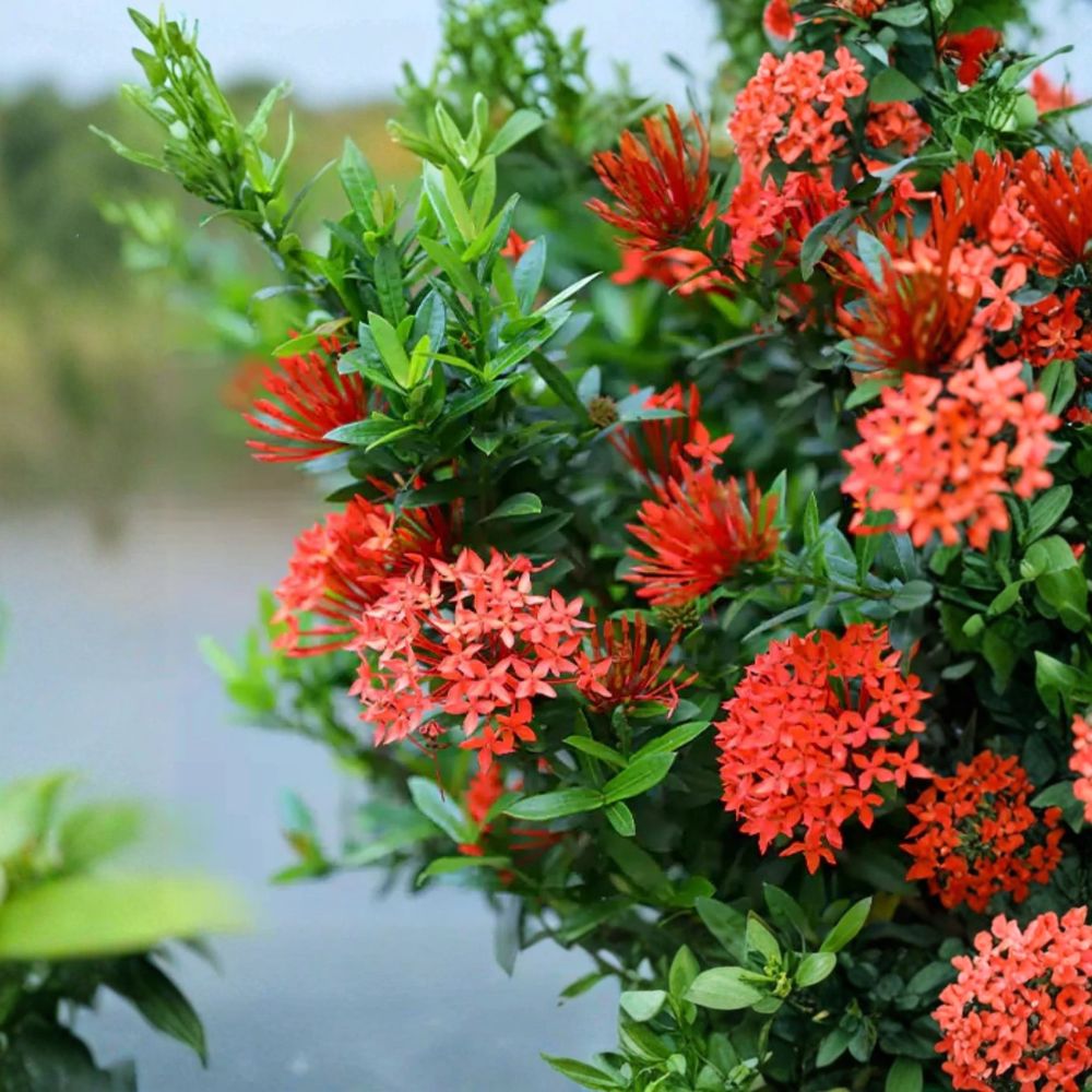 Red Ixora – Ixora coccinea Live Plant | 4–6 Inches Tall | Tropical Flowering Shrub | Dwarf Ixora | Ready to Plant