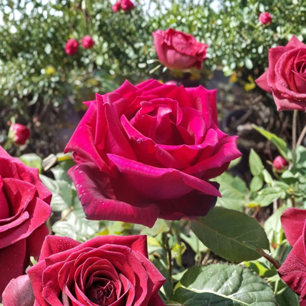 TRAVIATA Rose – Fragrant Hybrid Tea Rose Live Plant | 1 Gallon Size | Deep Red Double Blooms | Elegant Garden Rose | Full Sun Flowering Shrub