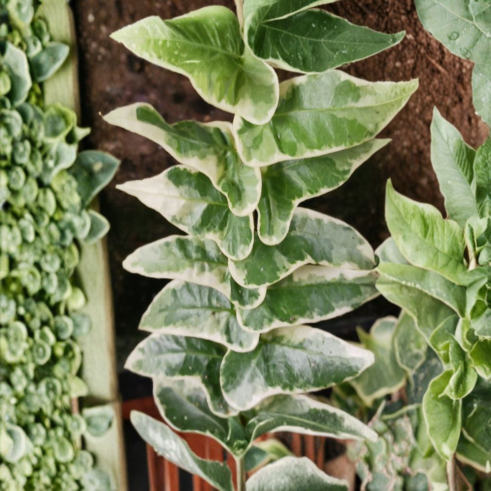 Variegated English Ivy ‘Glacier’ Live Plants – 2 Pack | Hedera helix ‘Glacier’ | 4 Inch Rooting Tubes | Rooted Starter Houseplants | Trailing Vine | Indoor & Outdoor Plant