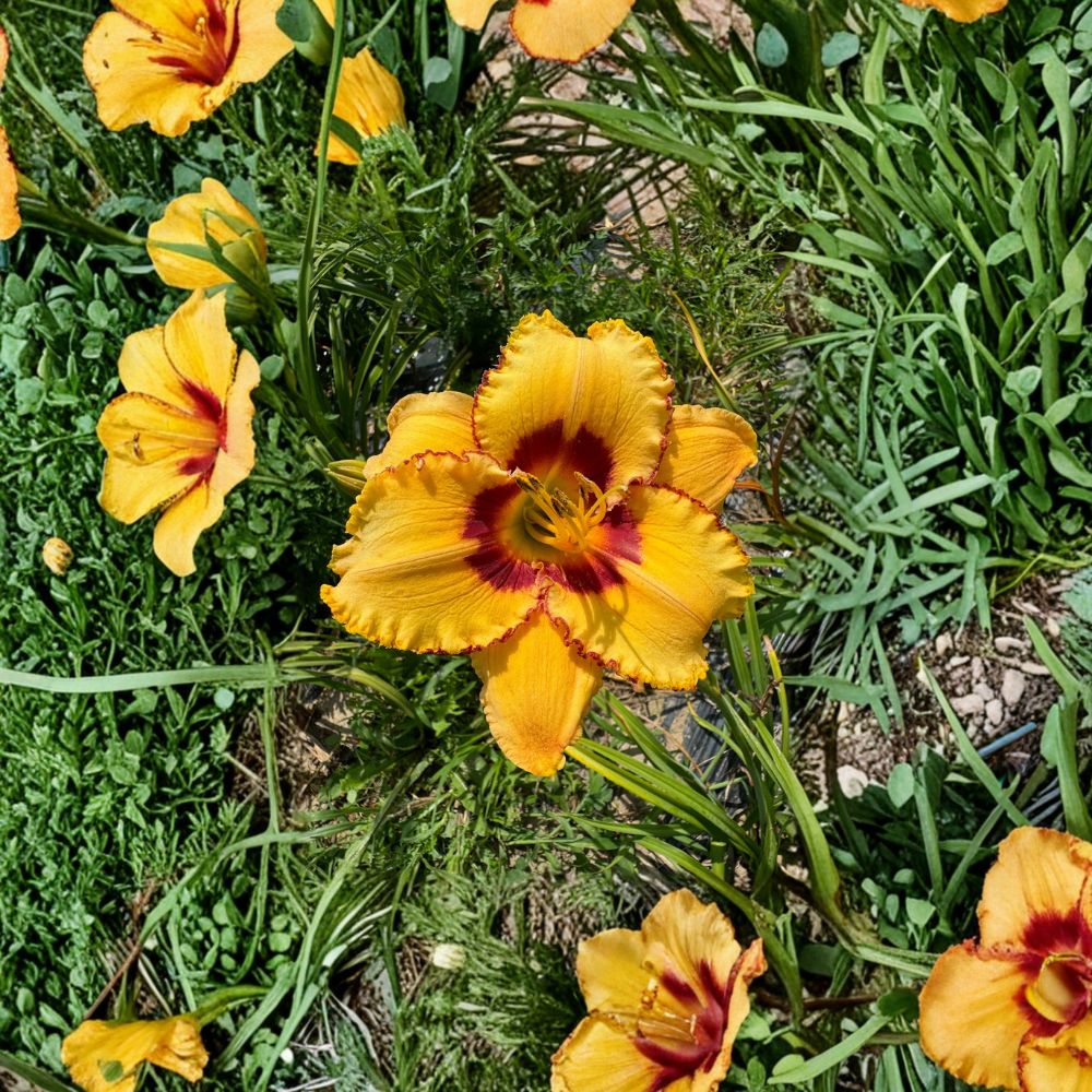 Hemerocallis 'Two Part Harmony' Daylily – 3 Bare Root Plants | Grade #1 Roots | Hardy Perennial Flower | Easy to Grow | Garden Favorite