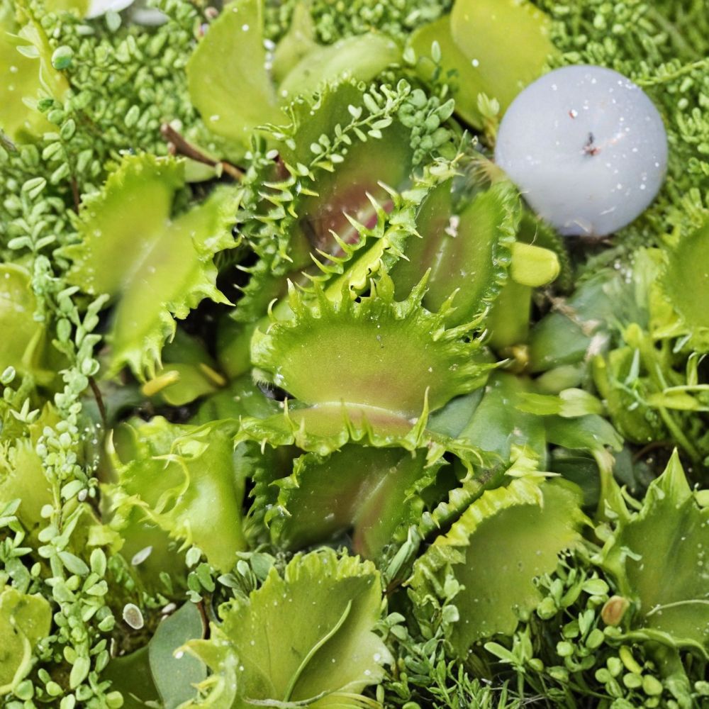 Chinese Dumpling Venus Flytrap – Dionaea muscipula Live Plant | 2 Inch Pot | Unique Carnivorous Plant | Insect-Eating Houseplant