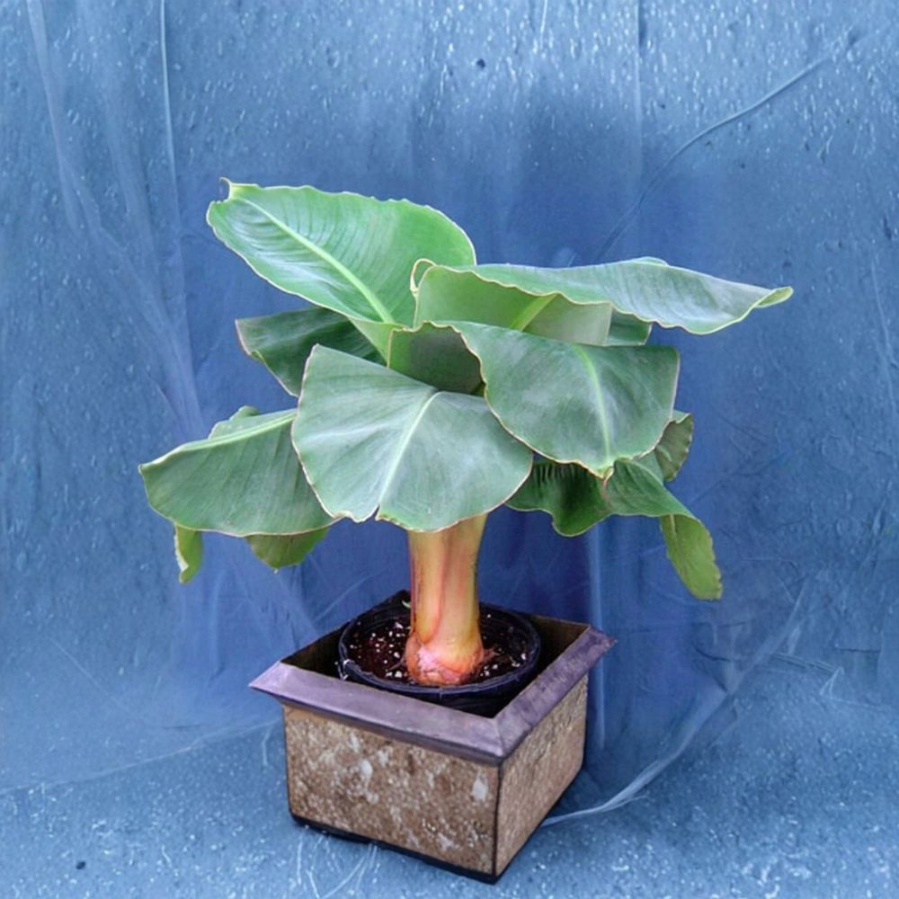 Little Prince Banana – Musa Live Plant | 3–8 Inches Tall | 3 Inch Pot | Compact Ornamental Banana | Indoor & Patio Friendly