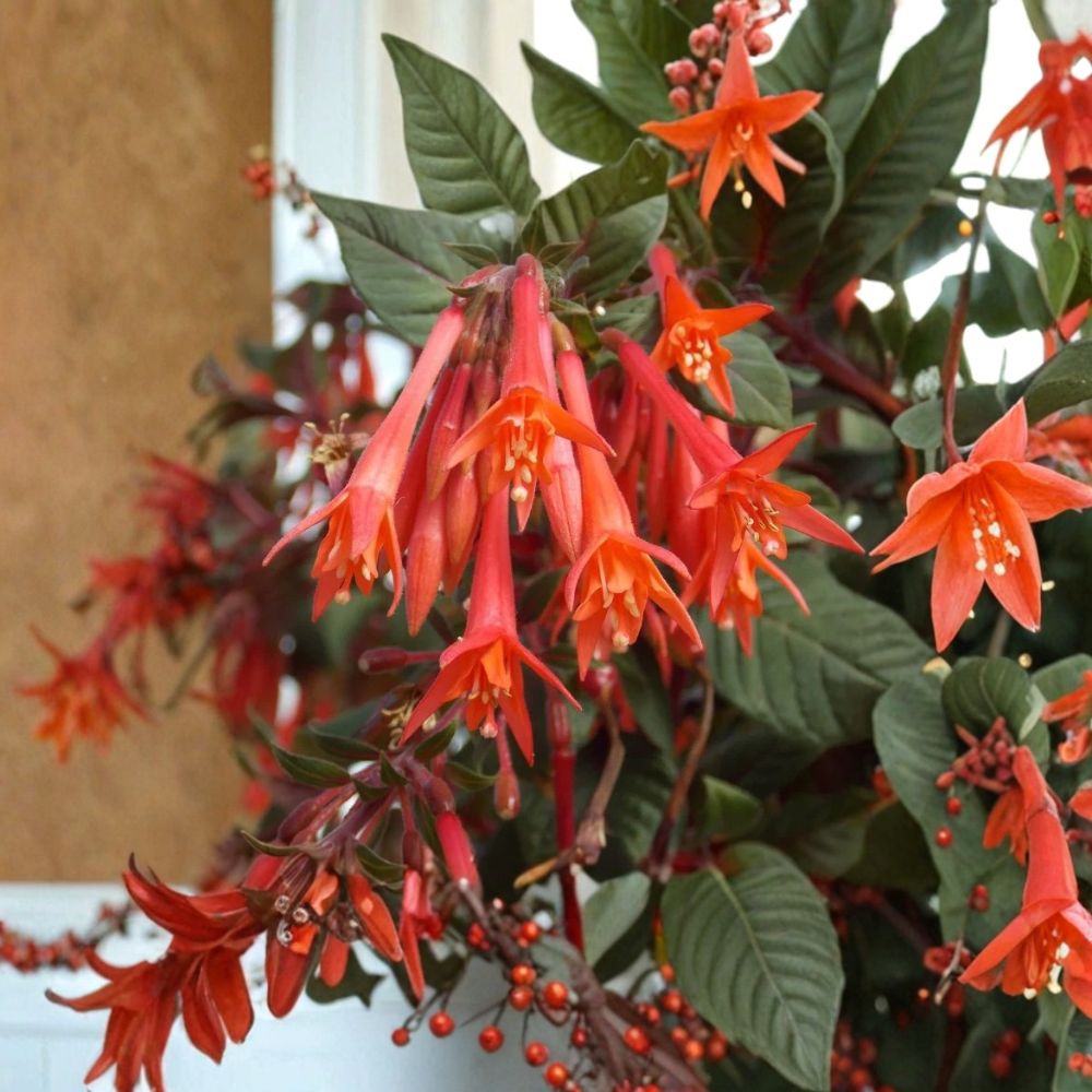 Gartenmeister Fuchsia Live Plant | 6–12 Inches Tall | 5-Inch Nursery Pot | Coral-Orange Flowering Perennial | Hummingbird Friendly