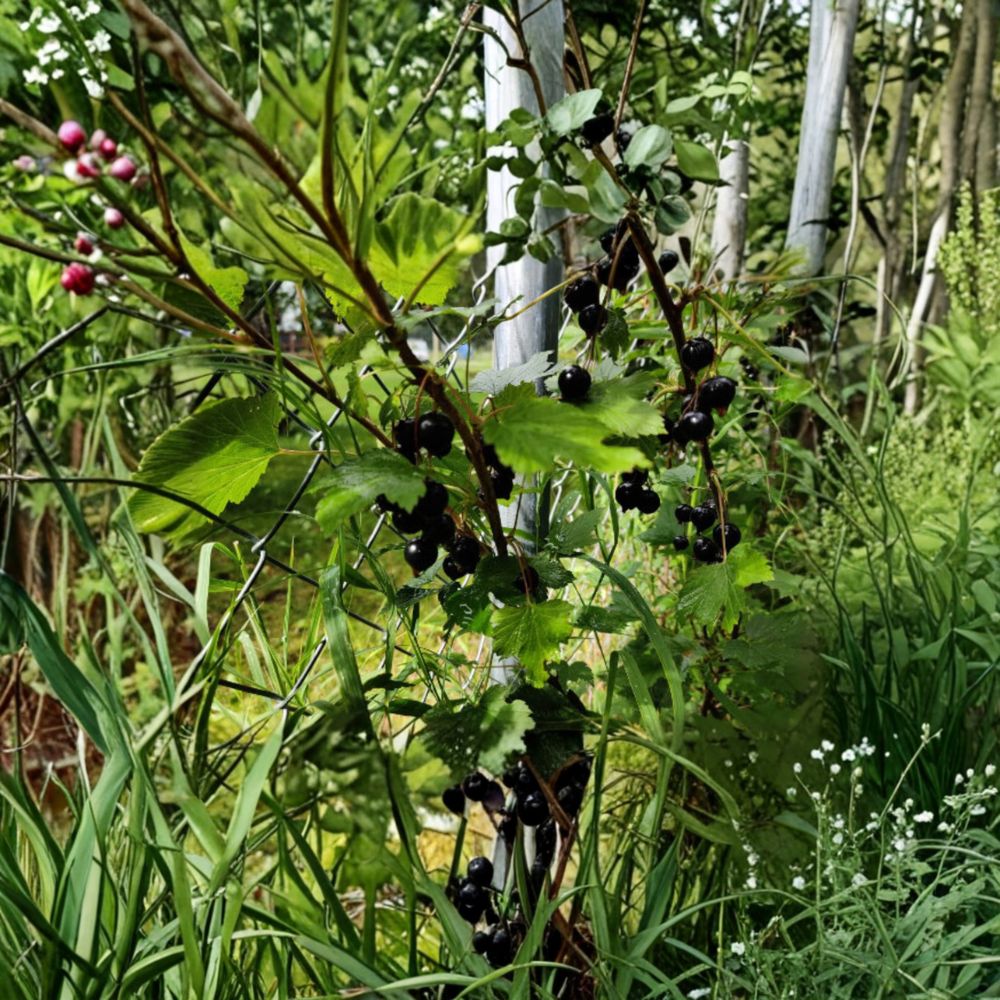 Black Currant – Ribes spp. Seeds | 25 Seeds | Alaska Proven Mixed Varieties | Fruit Garden & Homestead Friendly | Easy to Grow