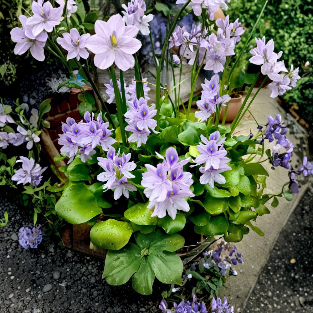 Water Hyacinth Live Pond Plants – Eichhornia crassipes | Set of 6 Floating Aquatic Plants | Beautiful Purple Blooms | Water Garden Favorite
