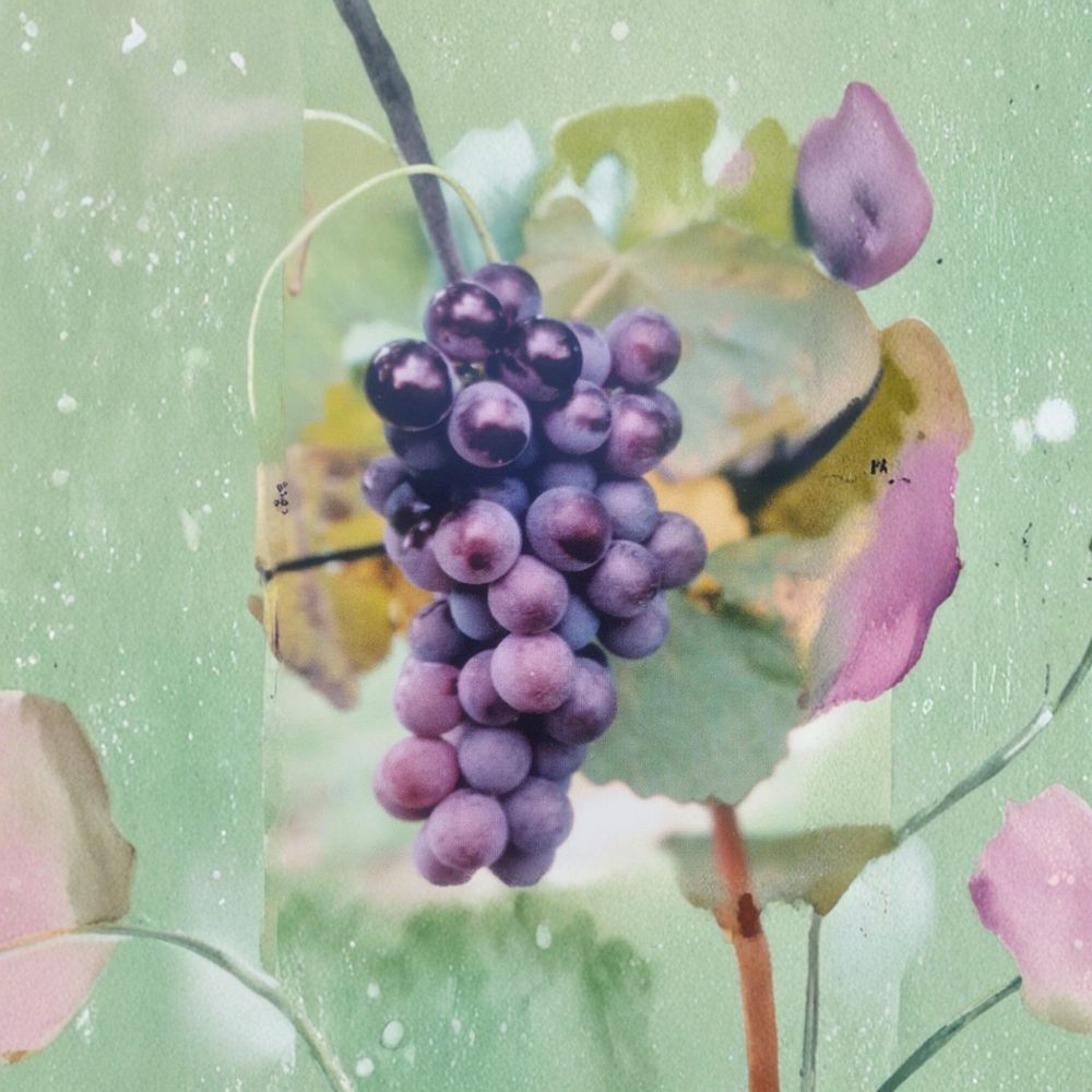 Champanel Grape Vine – 3 Gallon Live Plant | Sweet Red & Black Grapes | Fast Growing Climbing Fruit Vine | Vineyard & Backyard Garden Favorite | Includes Rooted Live Plant
