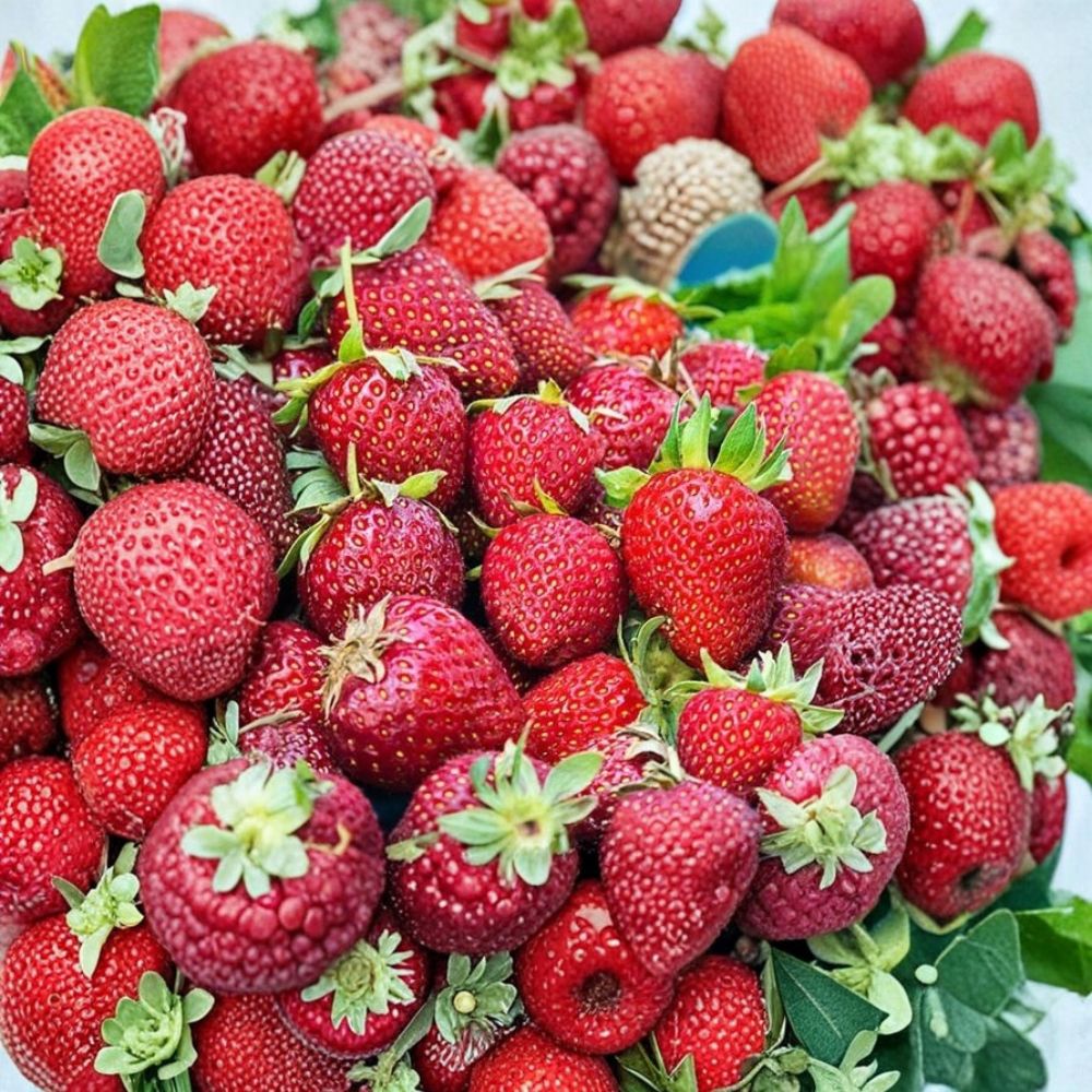 Albion Strawberry Plants – Fragaria × ananassa Live Bare Root Plants | Lot of 25 | Day Neutral Strawberry | Large Sweet Berries | Easy to Grow