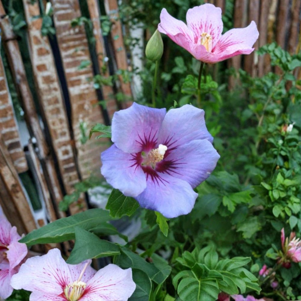 Blue Bird Rose of Sharon – Hibiscus syriacus 'Blue Bird' Live Plant | 1 Quart Grow Bag | Violet-Blue Flowering Shrub | Easy to Grow