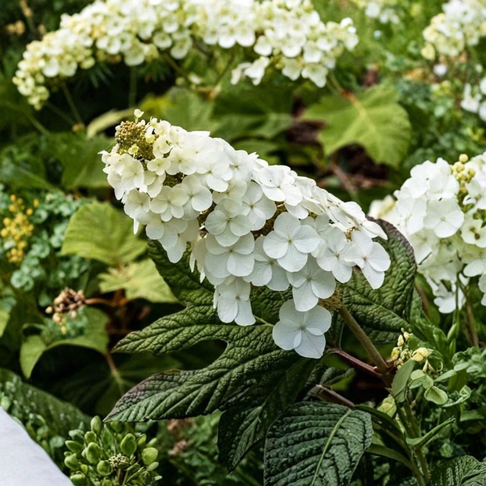 Oakleaf Hydrangea – Hydrangea quercifolia Live Plant | 5–8 Inches Tall | 4-Inch Pot | White Flowering Native Shrub