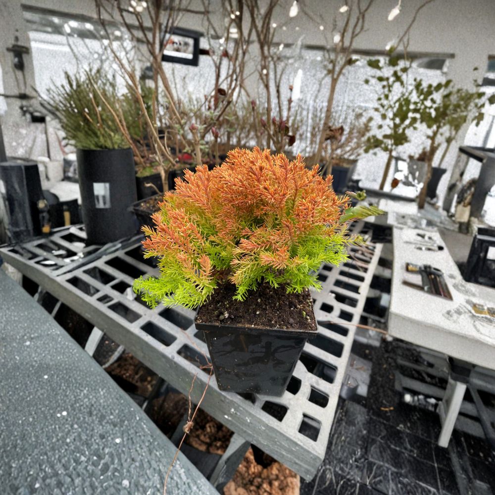 Rheingold Arborvitae – Live Golden Evergreen Shrub | Quart Pot Plant | Thuja occidentalis | Dwarf Golden Conifer