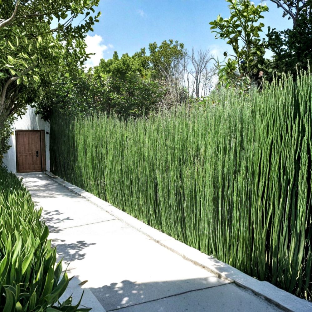 Horsetail Reed Plant (Equisetum hyemale) | 6 Live Rooted Cuttings | 6–12 Inches Tall | Bare Root | Pond & Water Garden Plant