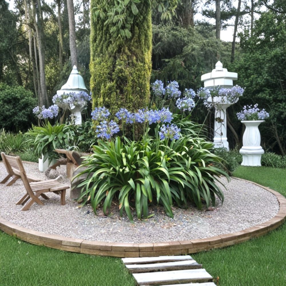 African Blue Agapanthus – 1 Live Plant | 4 Inches Tall | Bare Root | Blue Lily of the Nile | Perennial Flowering Plant