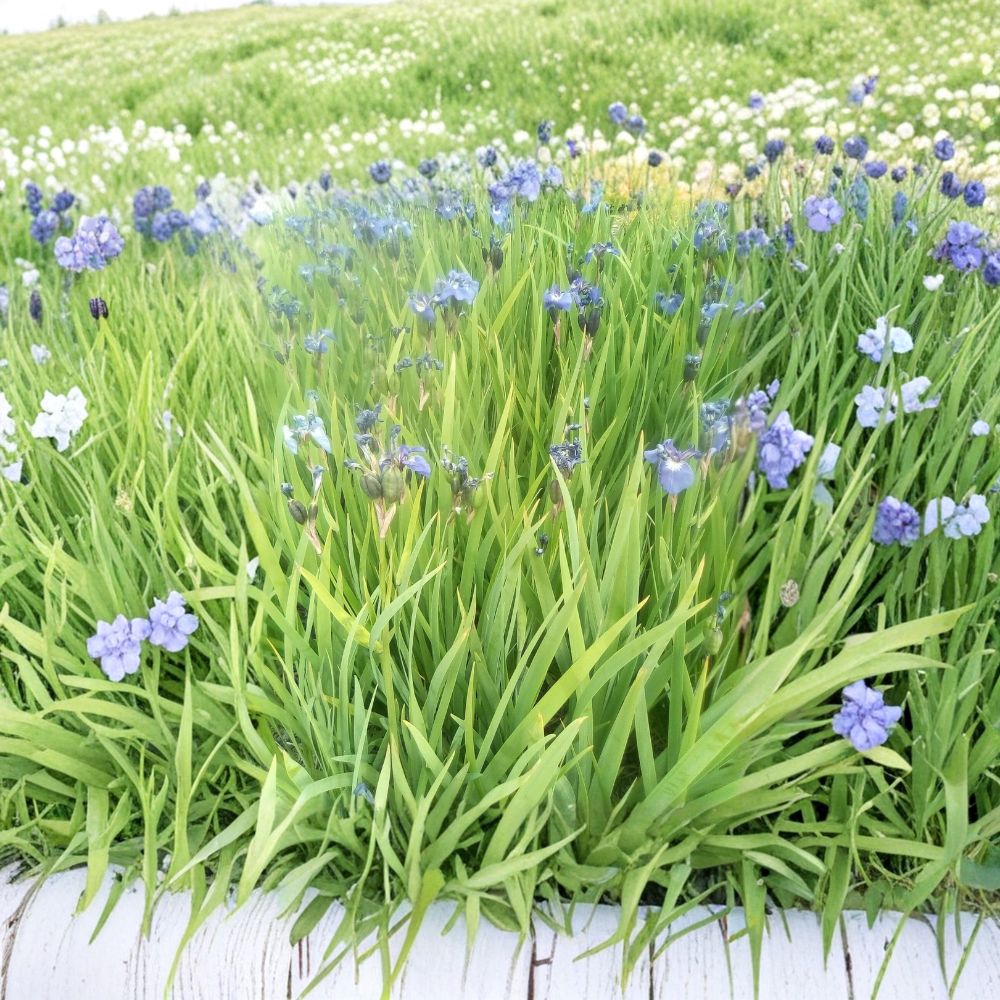 Blue Flag Iris – Iris setosa Seeds | 100 Alaska Grown Seeds | Wild Purple Perennial Flower | Pollinator & Wetland Garden Friendly | Easy to Grow
