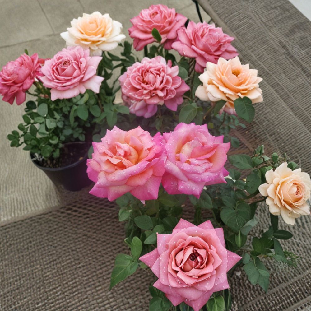 Broadway Rose – Hybrid Tea Rose Live Plant | 2 Gallon Size | Golden Yellow & Pink Blooms | Elegant Garden Rose | Full Sun Flowering Shrub