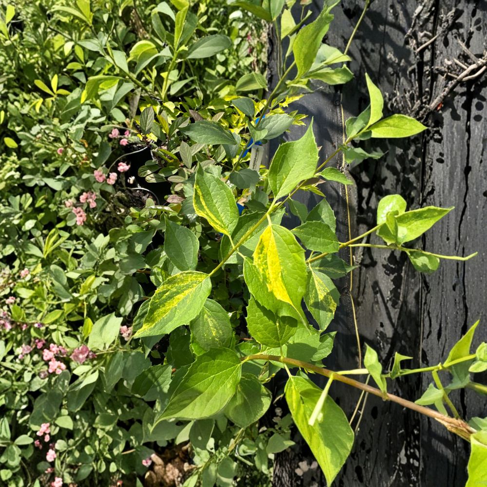 Innocence Variegated Mock Orange – Live Fragrant Shrub | 1 Gallon Pot Plant | Philadelphus virginalis | White Flowering Landscape Shrub