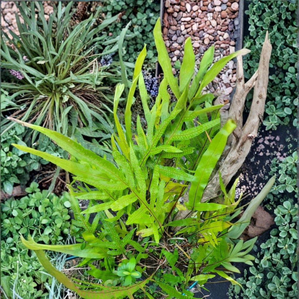 Kangaroo Paw Fern – Microsorum diversifolium Live Plants | Set of 2 | 6 Inches Tall | Air Purifying Houseplant