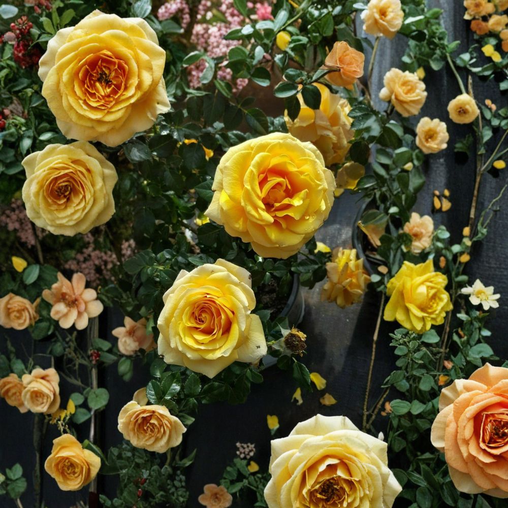 St. Tropez Floribunda Rose – Live Rose Bush Plant | 3 Gallon Size | Floribunda Garden Rose | Repeat Blooming Landscape Shrub | Full Sun Favorite