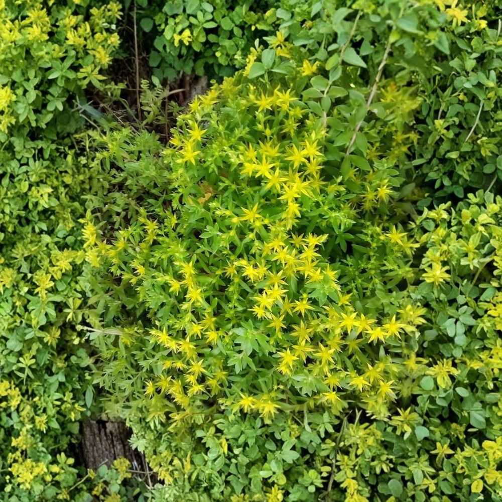 Gold Moss Stonecrop Live Cuttings – 50 Sedum sarmentosum | 6–8 Inch Fresh Cuttings | Creeping Hardy Perennial Groundcover | Rock Garden & Container Plant