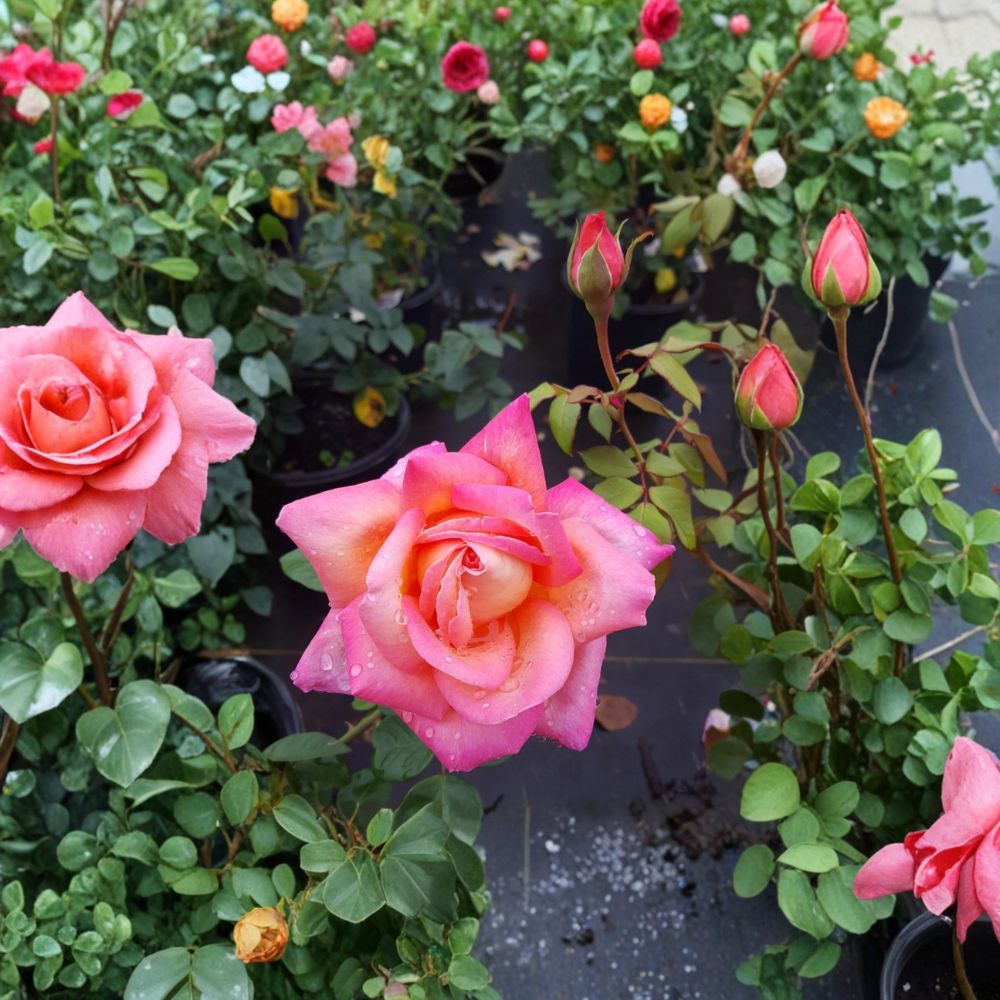 Broadway Rose – Hybrid Tea Rose Live Plant | 3 Gallon Size | Golden Yellow & Pink Blooms | Elegant Garden Rose | Full Sun Flowering Shrub