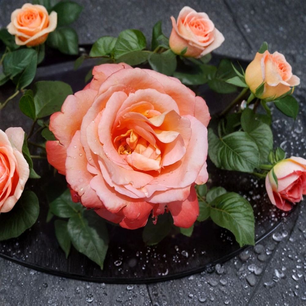 Voodoo Hybrid Tea Rose Live Plant – 1 Gallon Size | Orange & Yellow Rose Bush | Large Fragrant Blooms | Repeat Flowering Garden Rose | Includes Rooted Live Plant