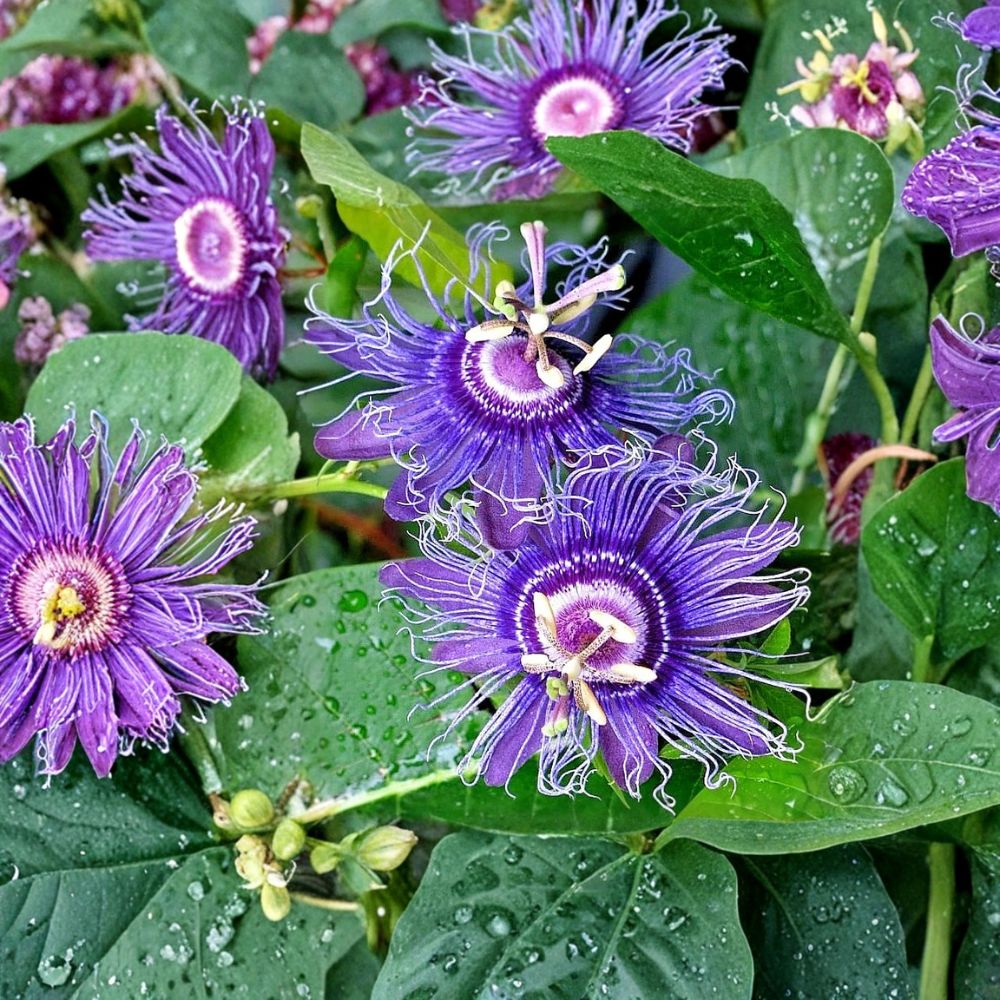 Passiflora Inspiration Flower – Live Plant | 6–8 Inches Tall | Bare Root | Purple Passion Flower Vine | Edible Fruit Plant