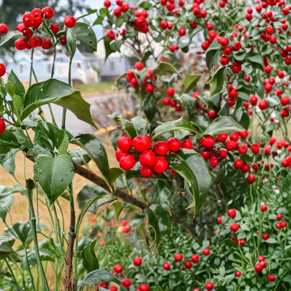 Dragon Lady Holly Live Plants – Ilex × aquipernyi 'Meschick' | 6–8 Inches Tall | Includes 3 Inch Nursery Pots | Evergreen Privacy Shrubs