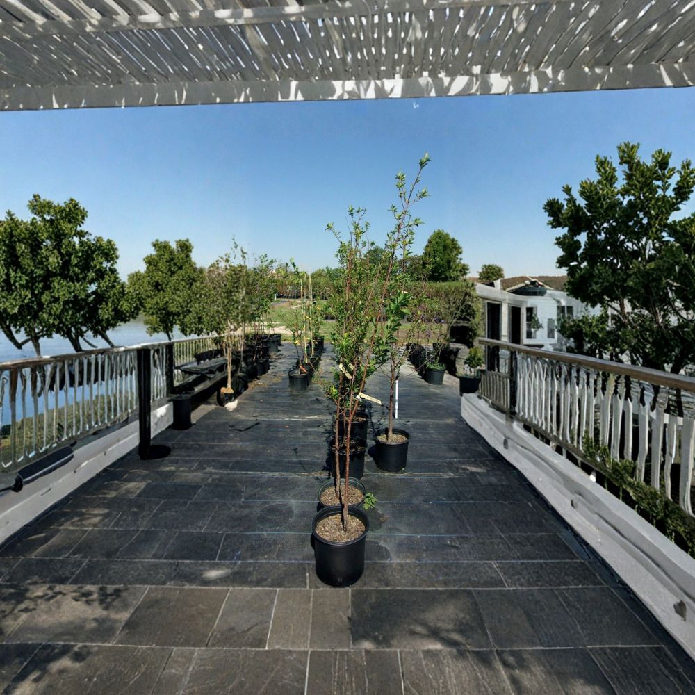 AU Rosa Plum Tree – 4–6 Ft Tall Live Fruit Tree | Sweet Tart Red Plums | Early Season Producer | Requires Pollinator | Includes Rooted Live Plant