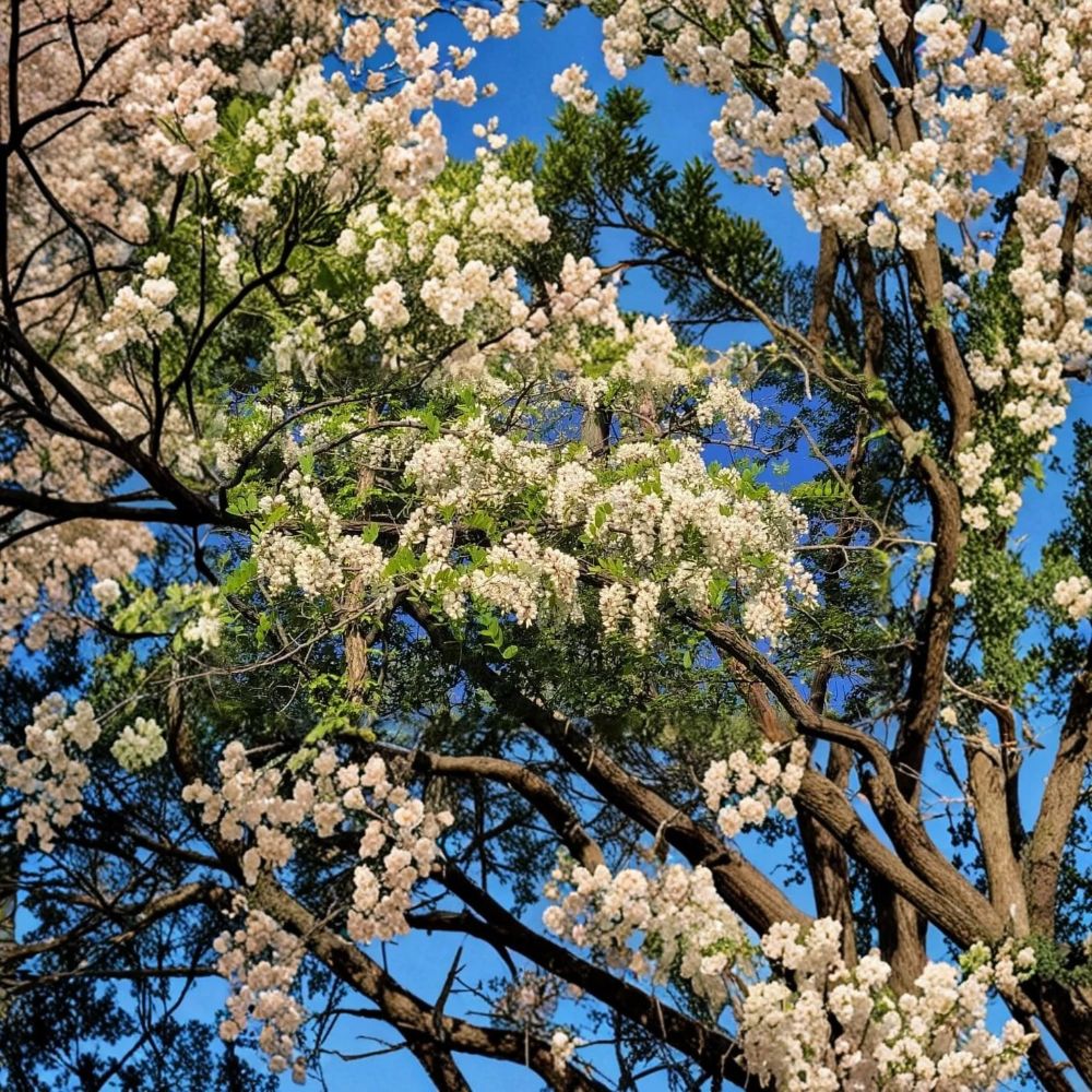 Black Locust Tree – Robinia pseudoacacia Live Plant | 1+ Year Old | Approximately 12 Inches Tall | Well Rooted | Semi Bare Root | Fast Growing Tree | Dormant Shipping