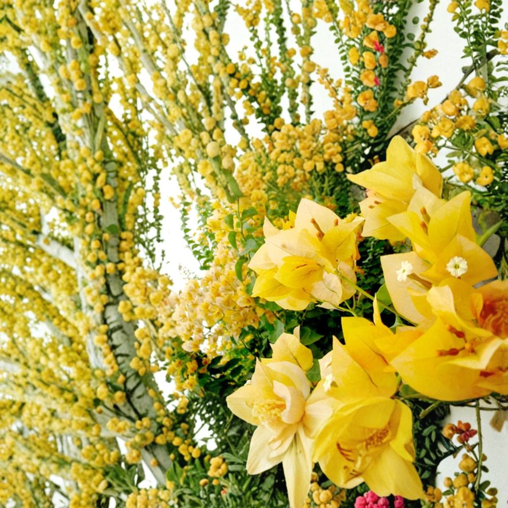 Gold Bougainvillea – Bougainvillea Live Starter Plant | Well-Rooted Plug | Ships in Nursery Pot | Tropical Flowering Vine | Easy to Grow