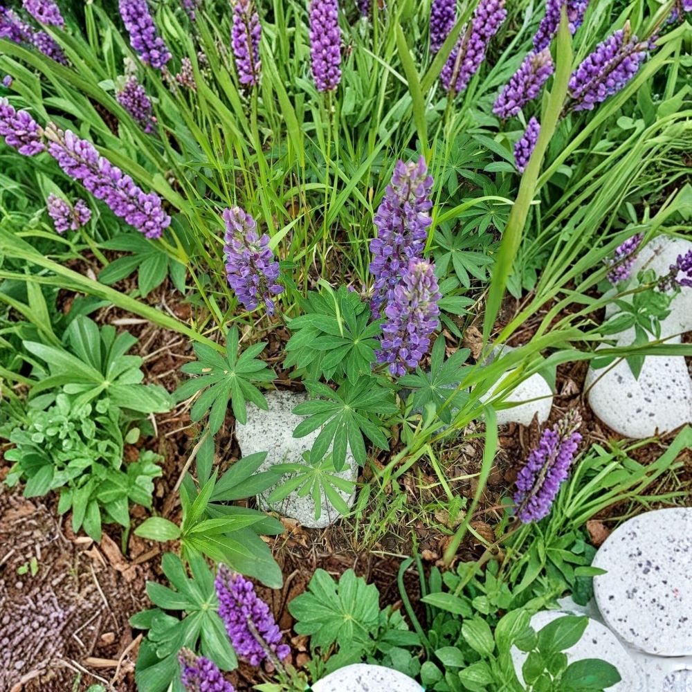 Lupinus perennis – Alaska Wild Lupine Live Roots | 5 Dormant Root Sections | Wild Harvested Nitrogen Fixer | Pollinator & Soil Building Friendly | Easy to Grow