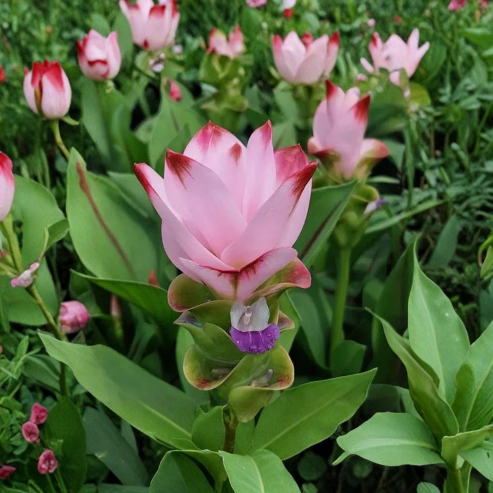 Curcuma ‘Siam Swing’ – Live Starter Plant | 4–6 Inches Tall | Ships Without Pot | Tropical Flowering Ginger