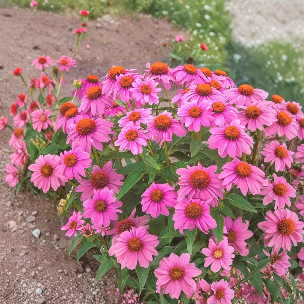 Pow Wow Wildberry Coneflower – Echinacea purpurea Live Plant | 6+ Inch Perennial | Pink-Purple Blooms | Drought Tolerant | Pollinator Garden Plant | Zones 3–8