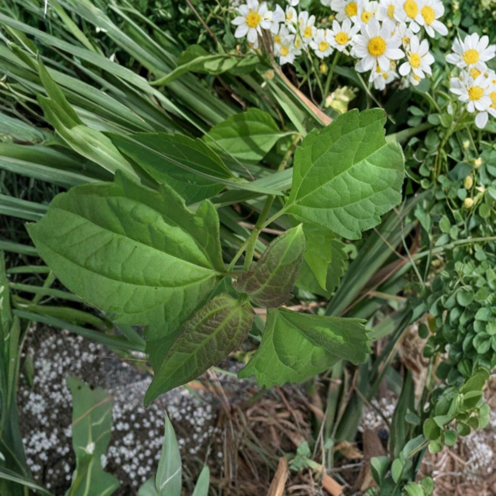 Calea Zacatechichi Live Plant – Dream Herb | Pie Languichat | 4+ Inches Tall | Healthy Live Starter Plant | Calea Zacatechichi Plant