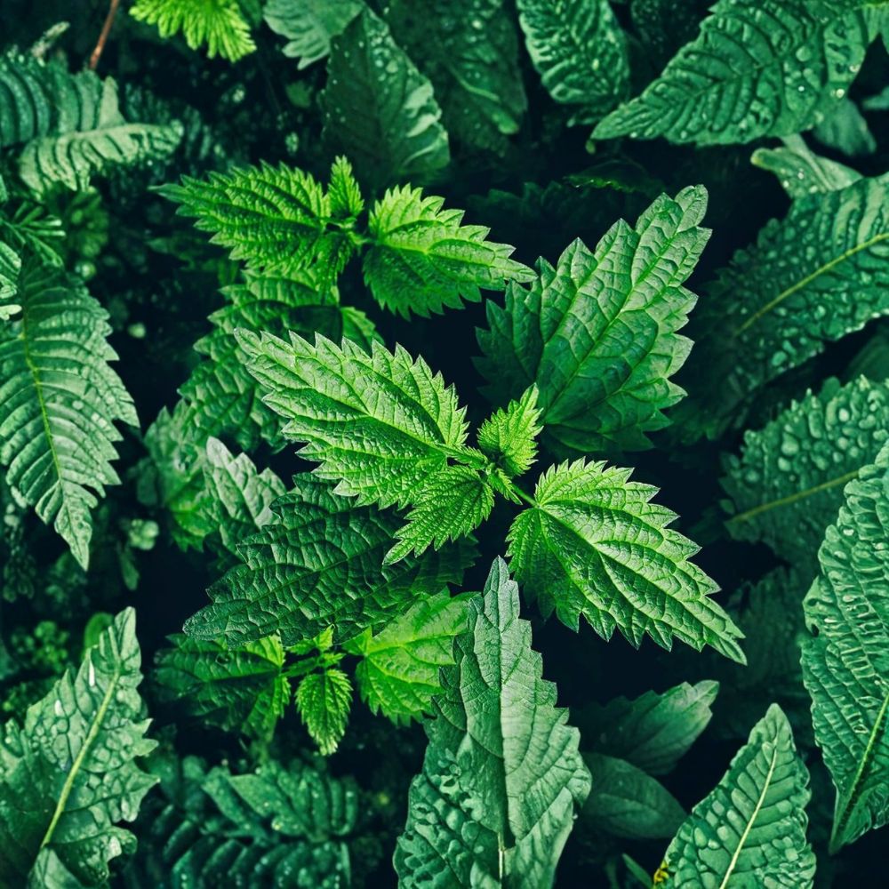Organic Stinging Nettle – Urtica dioica Live Plant | 3-Inch Pot | Edible Perennial Herb | Organic Survival Garden Plant
