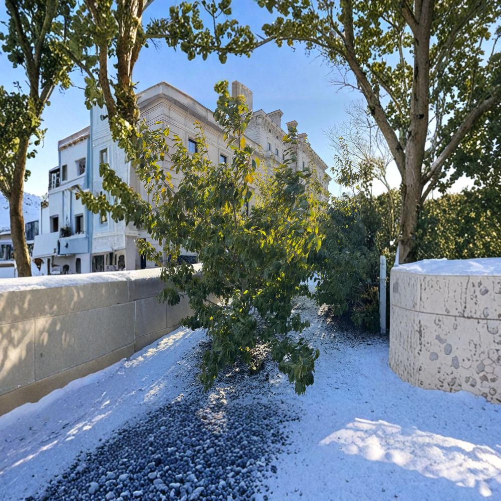 Ilex pedunculosa 'Male' – Longstalk Holly Live Plant | Includes 2 Gallon Pot | Evergreen Pollinator Holly | Berry Pollinator Companion | Hardy Landscape Shrub
