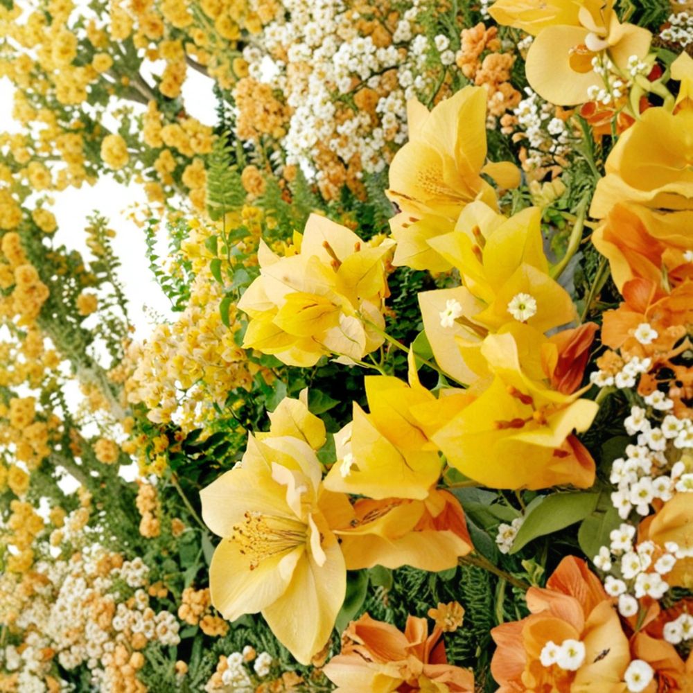 Gold Bougainvillea Live Plant – Well Rooted Starter | Tropical Bougainvillea Plug Plant | 3 Inch Pot | Golden Blooms | Container Friendly | Warm Climate
