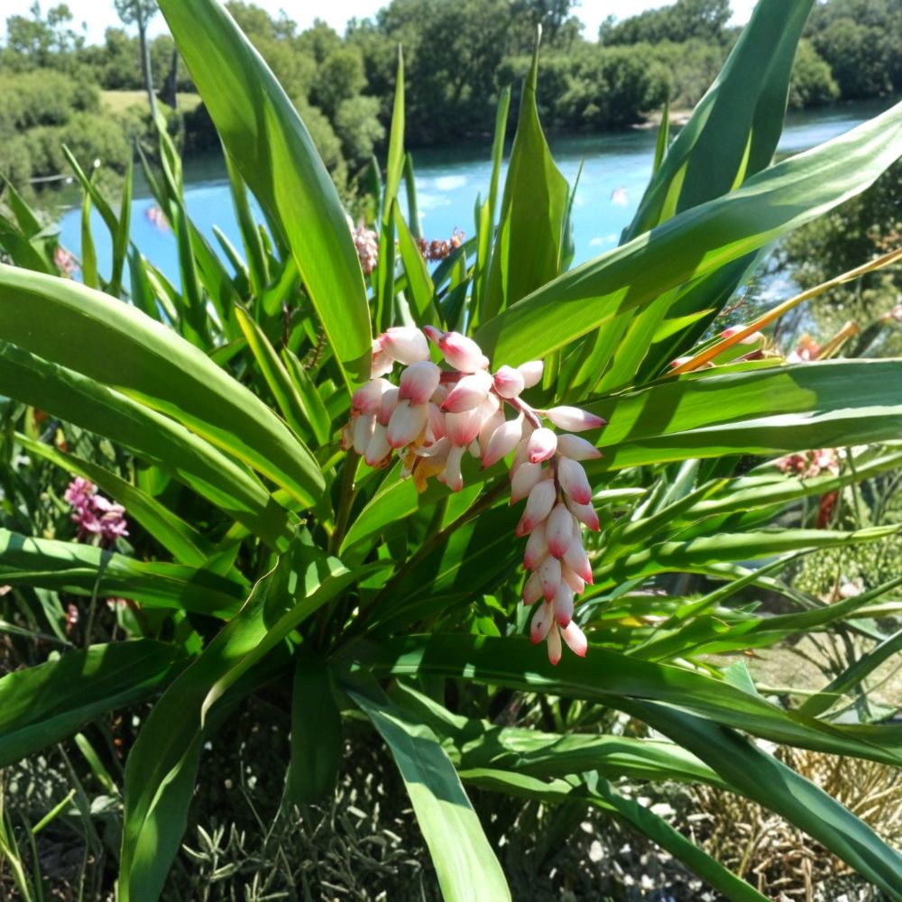 Shell Ginger – Alpinia zerumbet Live Rhizome | 1 Large Rhizome | Tropical Ornamental Plant | Fragrant Exotic Flowers