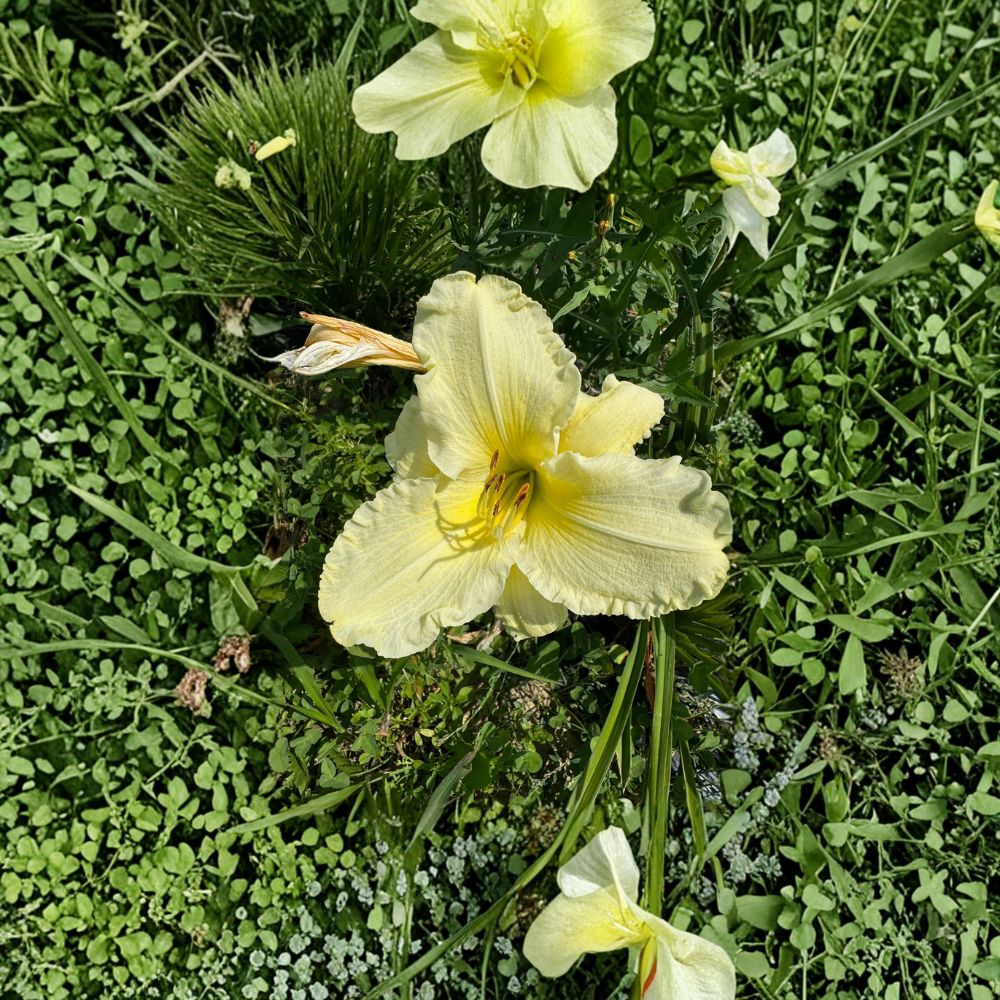 Hemerocallis 'Sunday Gloves' Daylily – 3 Bare Root Plants | Grade #1 Roots | Hardy Perennial Flower | Easy to Grow | Garden Favorite