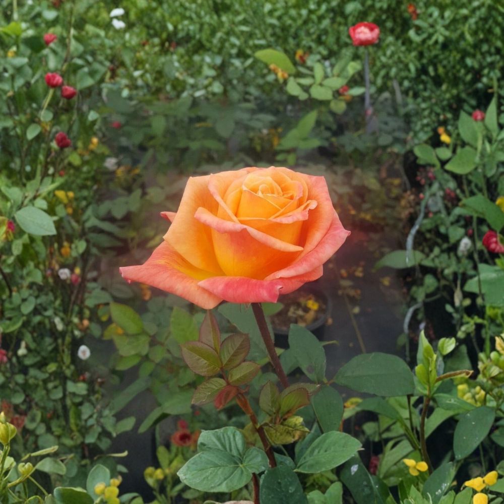 Arizona Grandiflora Rose Live Plant – 2 Gallon Size | Orange & Yellow Rose Bush | Repeat Blooming Garden Rose | Vibrant Landscape Shrub | Includes Rooted Live Plant